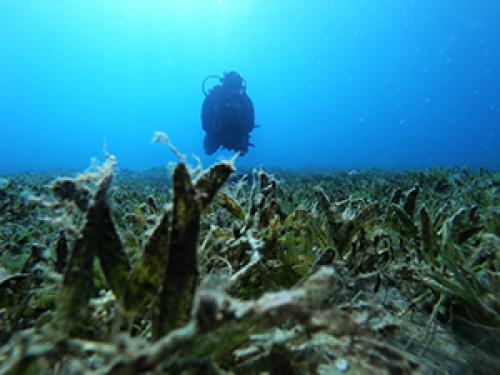 PALMA DIVING מועדון צלילה