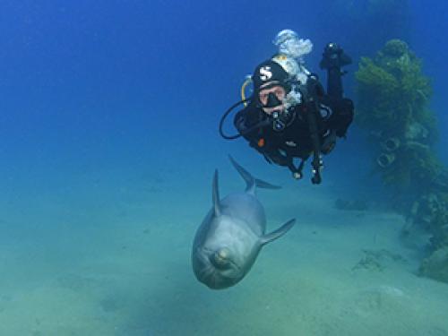 Nautilus red sea