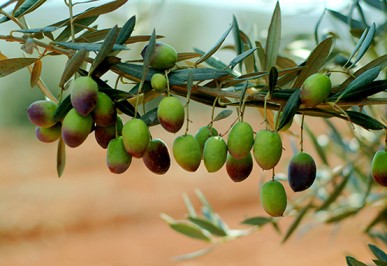 משק אחיה