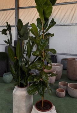 משתלת flora by anila 