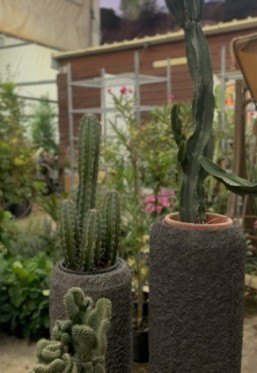 משתלת flora by anila 