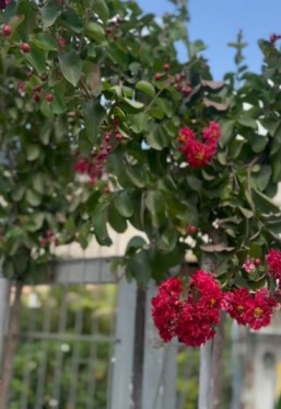 משתלת flora by anila 