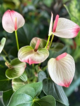 משתלת ביו הכרמים