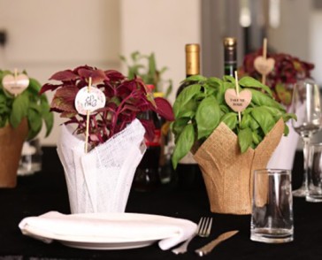 משתלת תגל הארץ