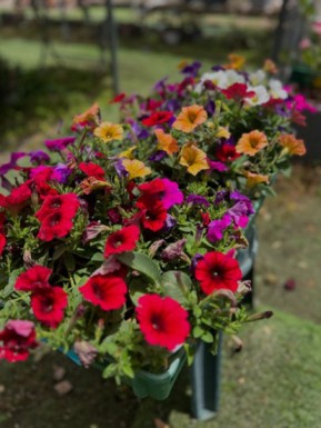 משתלת הכפר סאגור