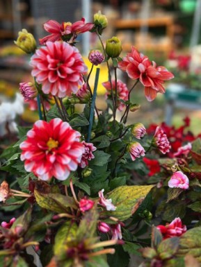 משתלת הכפר סאגור