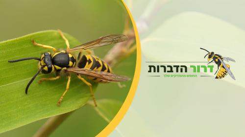 דרור הדברות