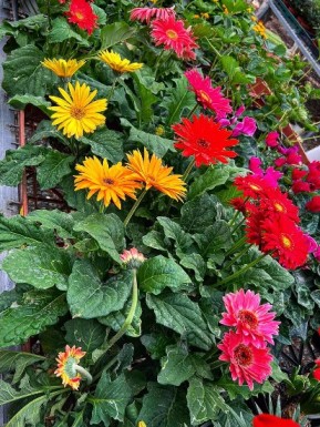 משתלת הכפר סאגור