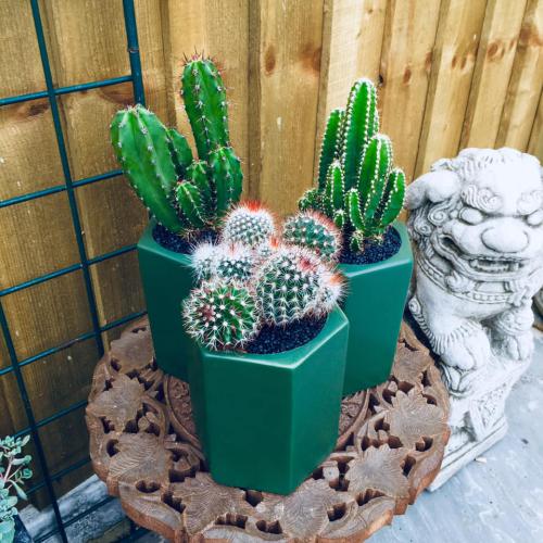 FUNKY CACTUS צמחי בית וגינה